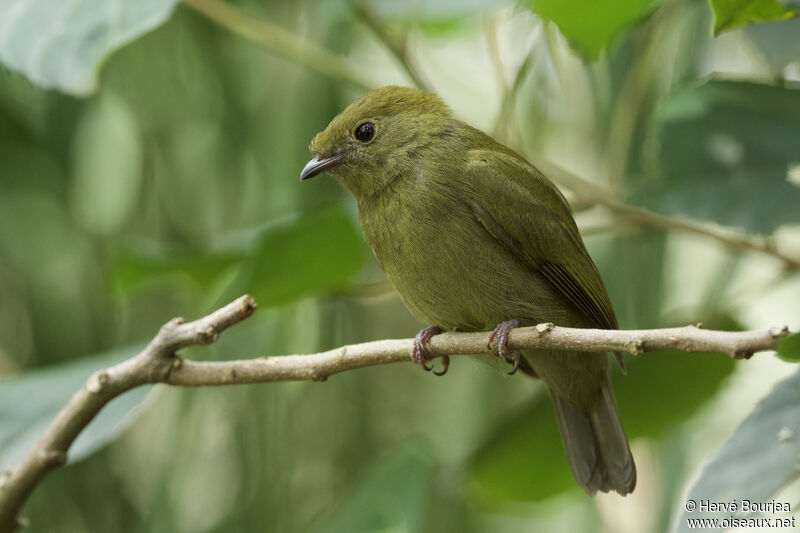 Helmeted Manakin female adult, close-up portrait, aspect