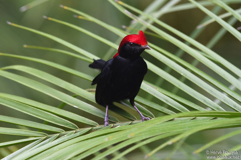 Helmeted Manakin male adult, close-up portrait, aspect