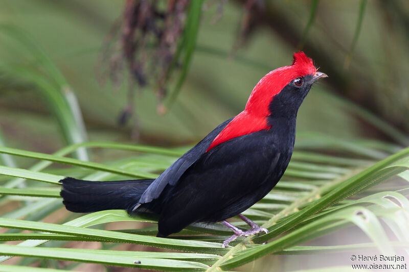 Helmeted Manakin male adult, close-up portrait, aspect, clues