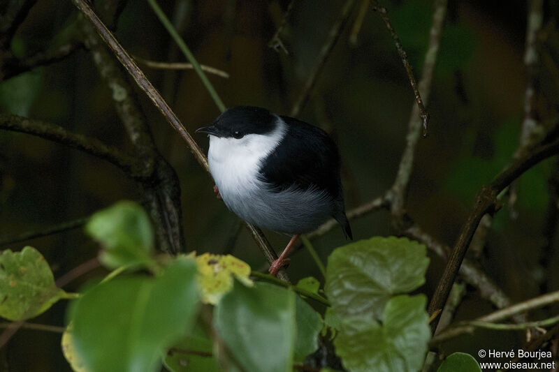 White-bearded Manakin male adult, close-up portrait, aspect