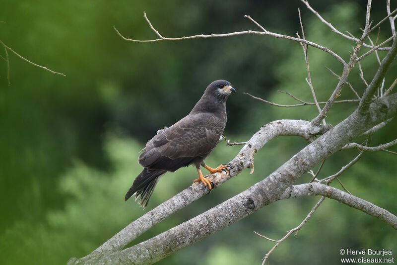 Snail Kite male adult, close-up portrait, pigmentation