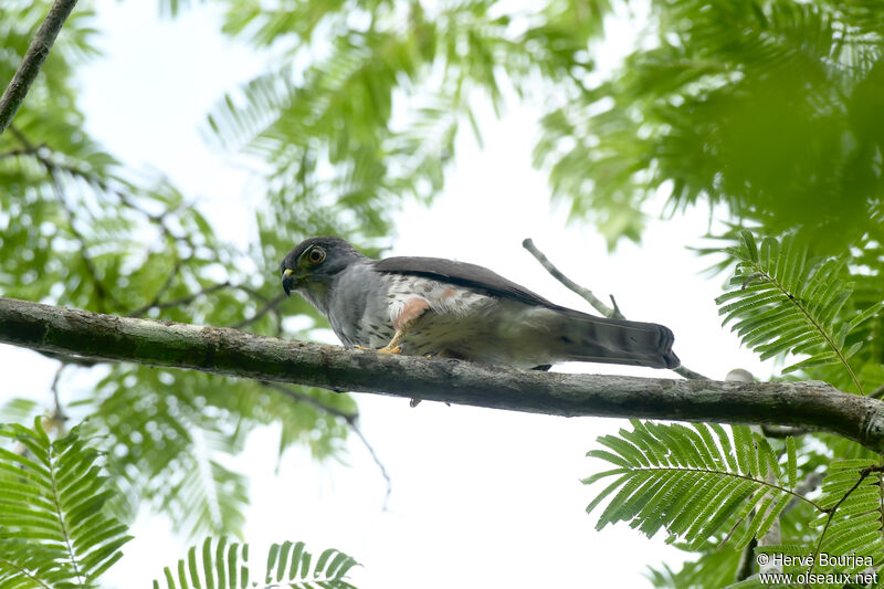 Rufous-thighed Kiteimmature, close-up portrait, aspect