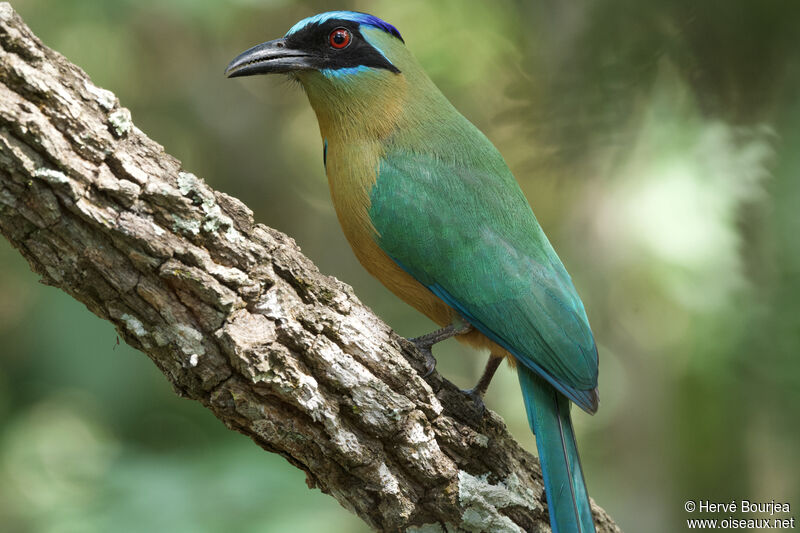 Motmot houtoucadulte, portrait, composition, pigmentation