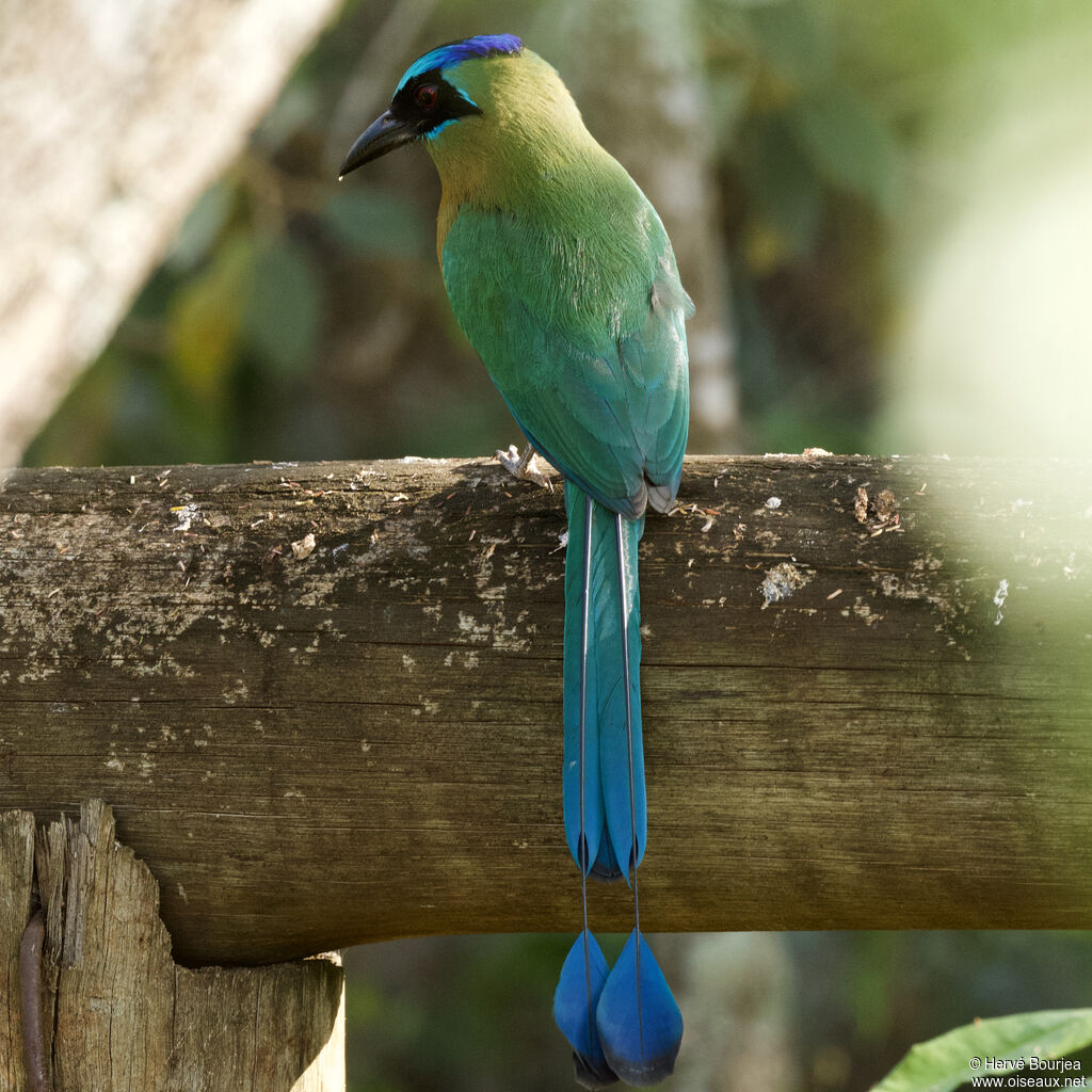Amazonian Motmot