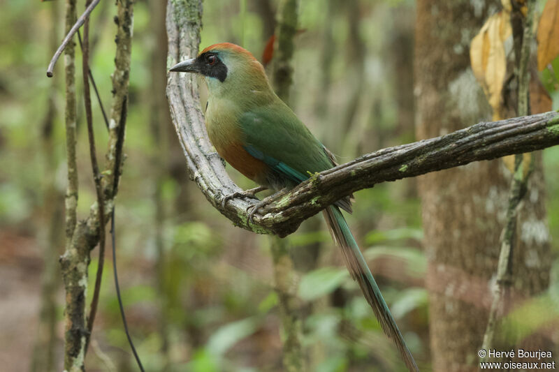 Motmot oranrouxadulte, portrait, composition, pigmentation