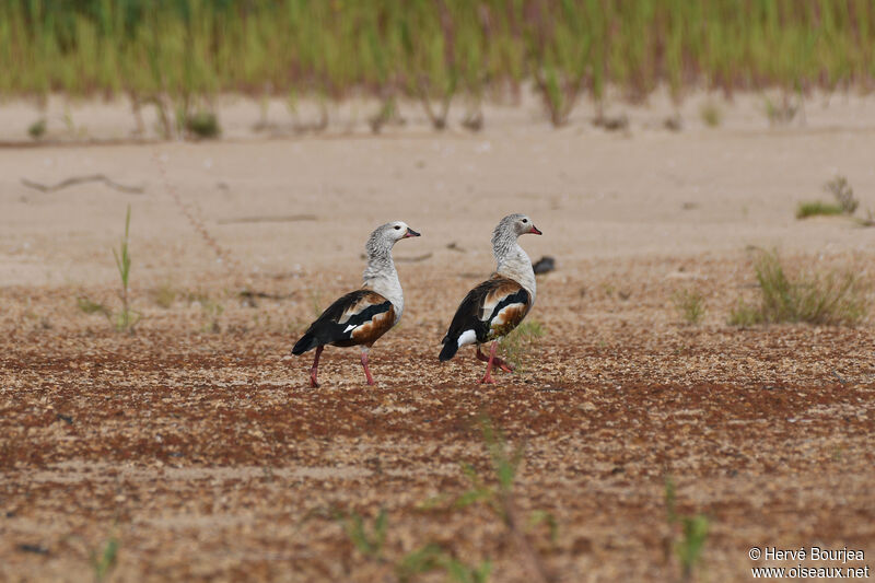 Orinoco Gooseadult, habitat