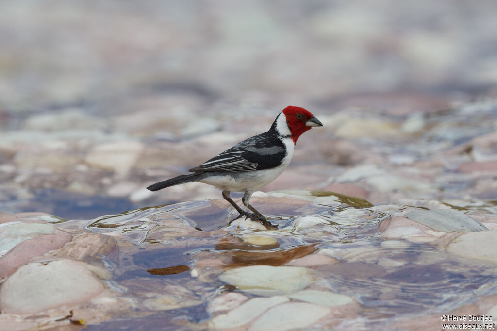 Red-cowled Cardinal
