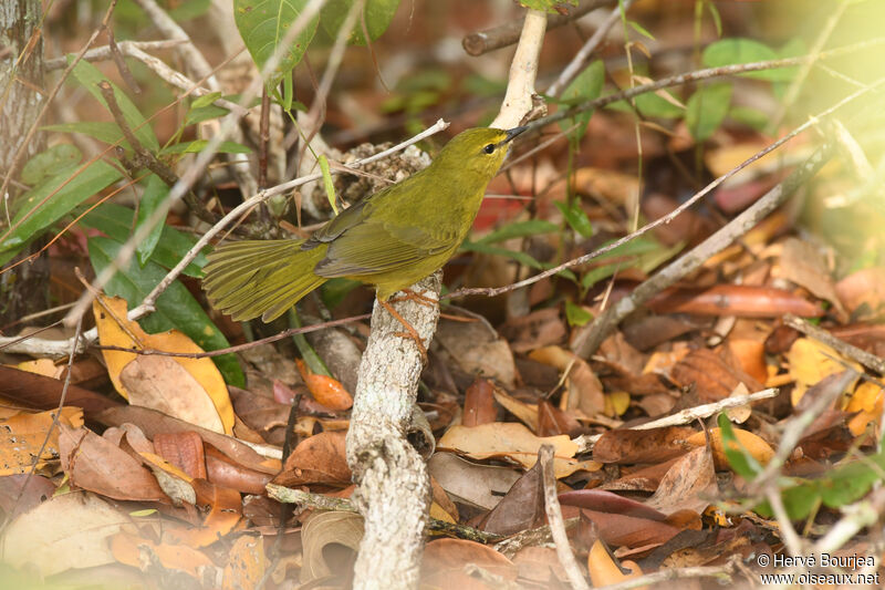 Flavescent Warbleradult, habitat, aspect, fishing/hunting