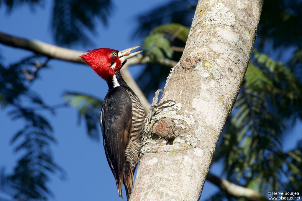 Crimson-crested Woodpecker