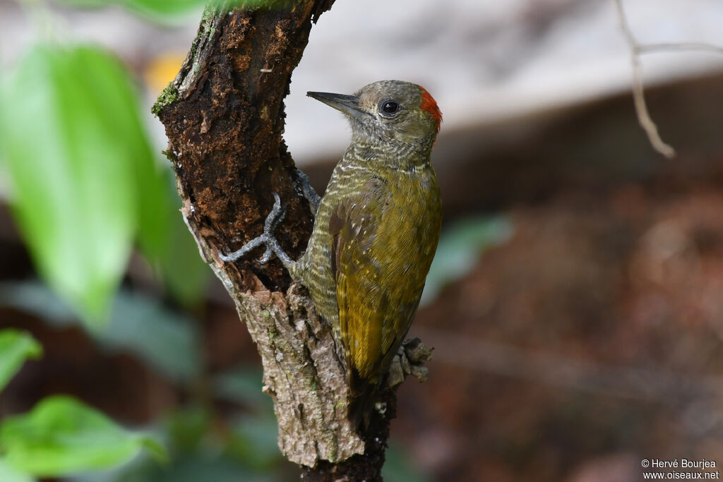Pic passerin mâle adulte, portrait, composition, pigmentation