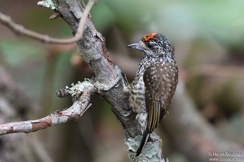 White-wedged Piculet male adult, close-up portrait, aspect, pigmentation, clues