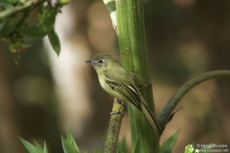 Platyrhynque jaune-oliveadulte, portrait, composition