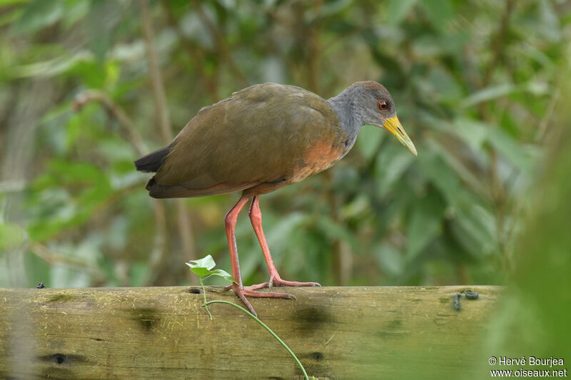 Grey-cowled Wood Railadult, close-up portrait, aspect, pigmentation