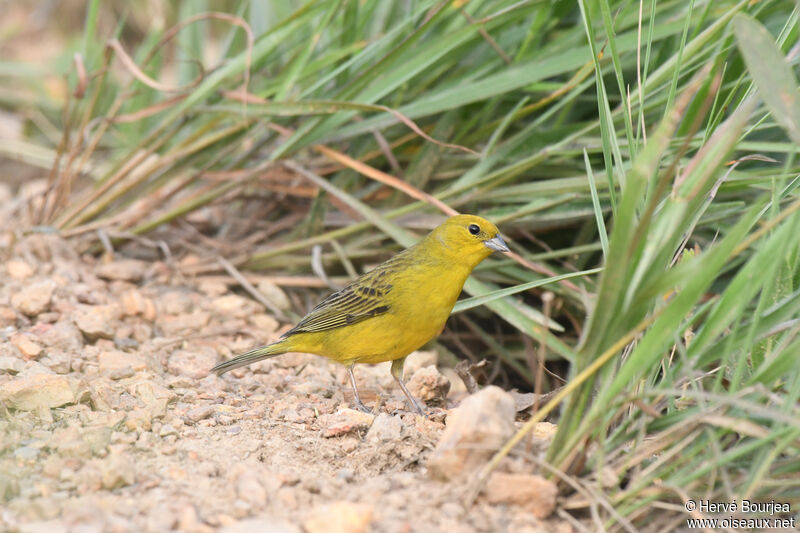 Stripe-tailed Yellow Finch male adult, close-up portrait, aspect