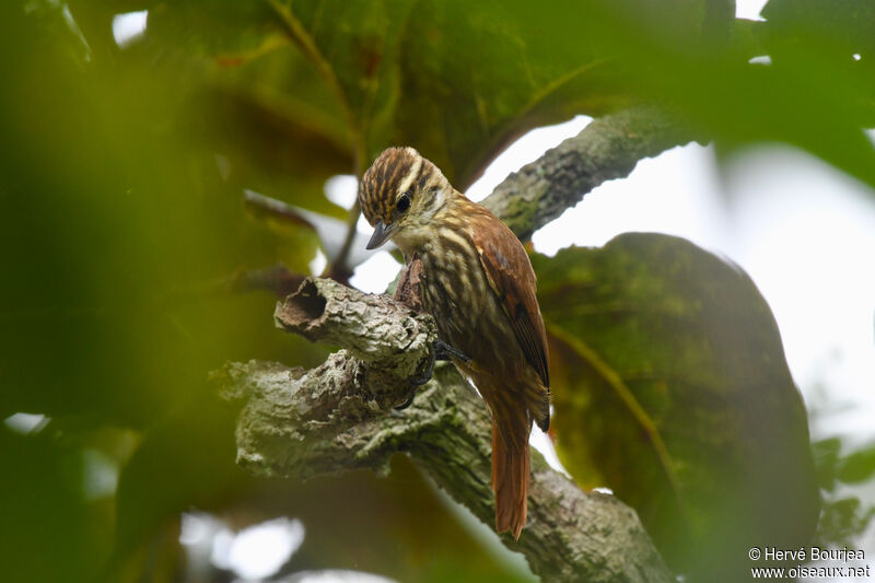 Streaked Xenopsadult, close-up portrait, aspect, pigmentation, feeding habits