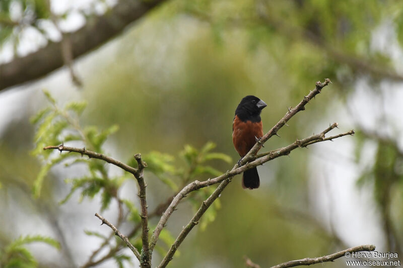 Chestnut-bellied Seed Finch male adult, identification, aspect