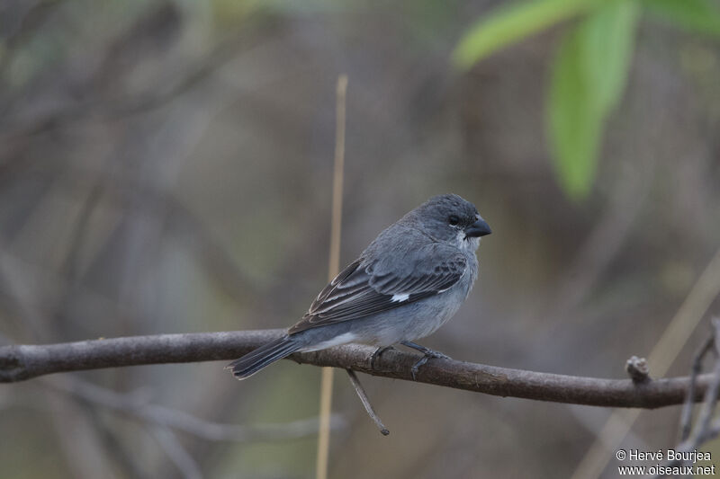 Plumbeous Seedeater male adult, close-up portrait, aspect, pigmentation