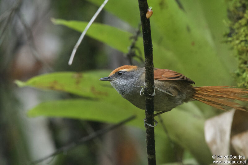 Rufous-capped Spinetailadult, close-up portrait, aspect, pigmentation