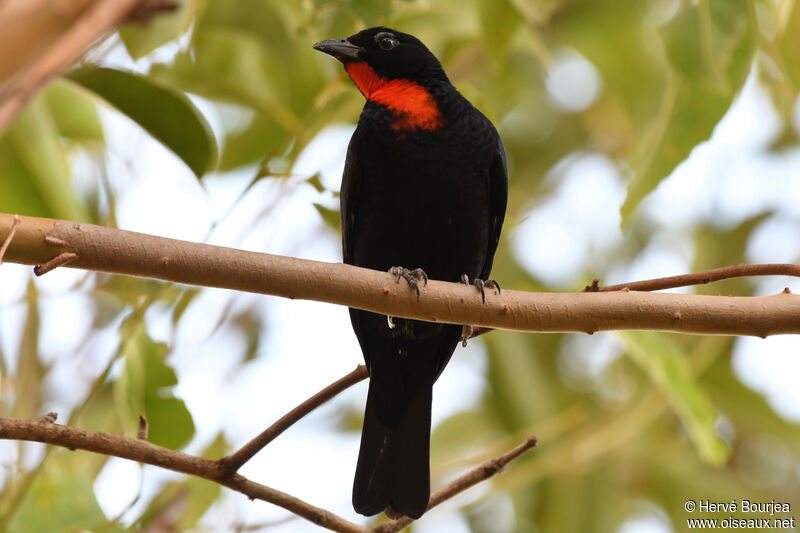 Scarlet-throated Tanager male adult, identification