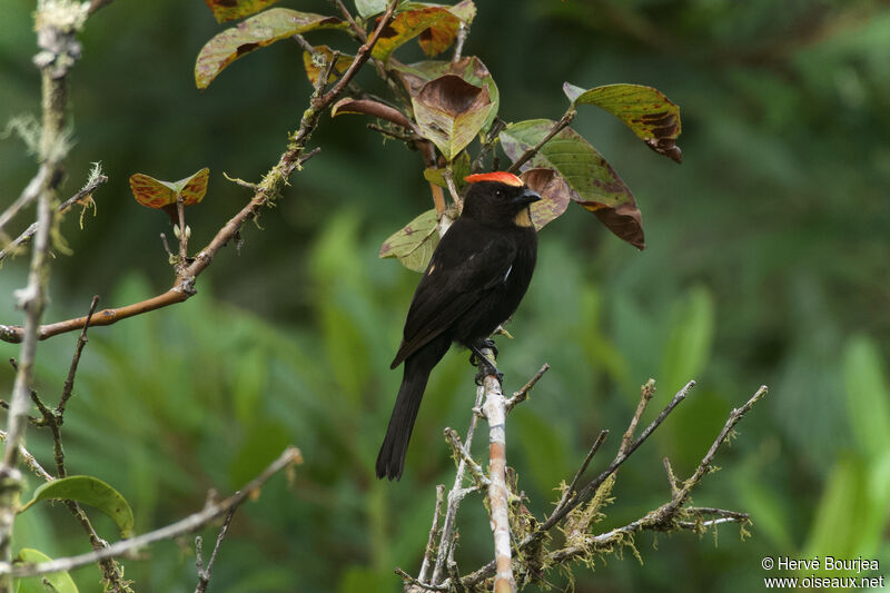 Flame-crested Tanager male adult, close-up portrait, aspect