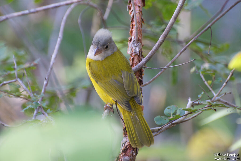 Grey-headed Tanager