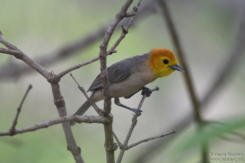 Orange-headed Tanageradult, close-up portrait, aspect