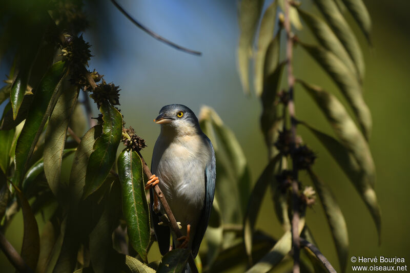 Hooded Tanager female adult, close-up portrait, aspect, eats