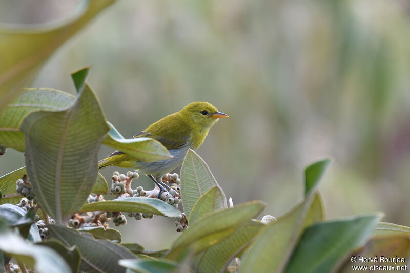 Tangara guira femelle adulte, habitat, composition, indices