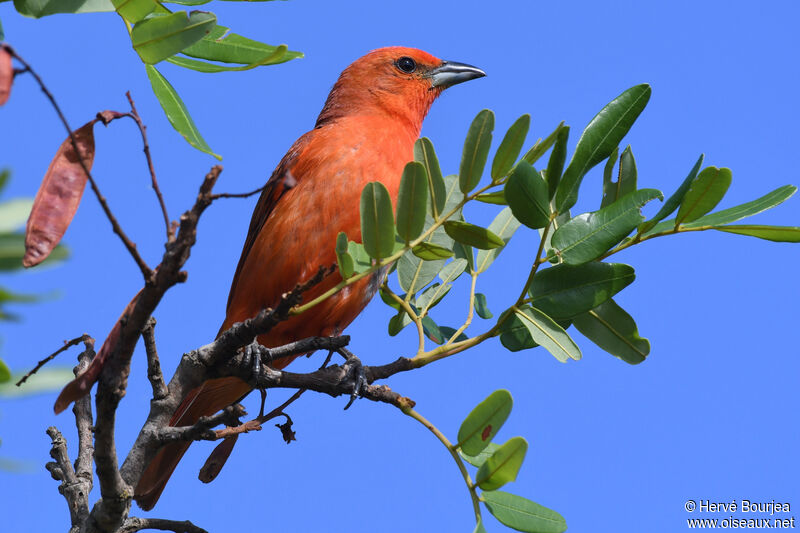 Tangara orangé mâle adulte, habitat, composition