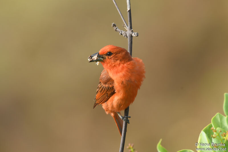 Red Tanager male adult, close-up portrait, aspect, eats, Reproduction-nesting