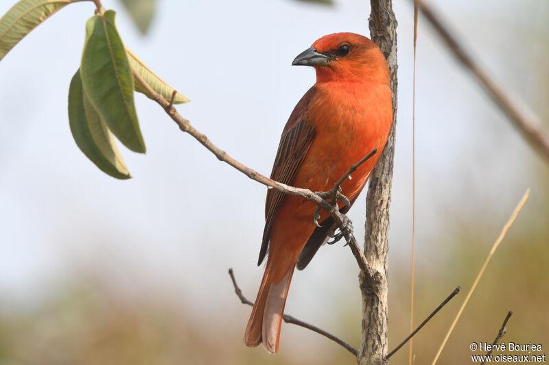 Red Tanager male adult, close-up portrait, aspect