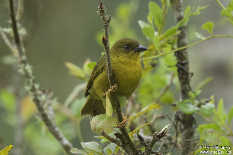 Olive-green Tanageradult, close-up portrait, aspect, pigmentation