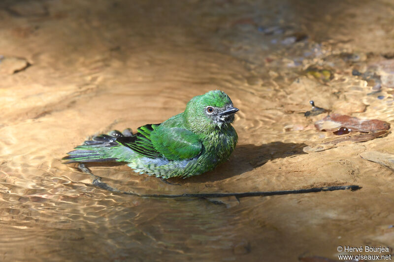 Swallow Tanager female adult, close-up portrait, care, Behaviour