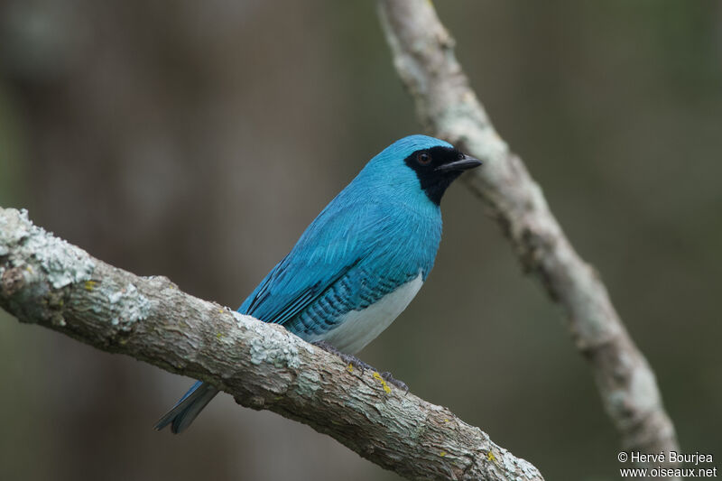 Swallow Tanager male adult, close-up portrait, aspect