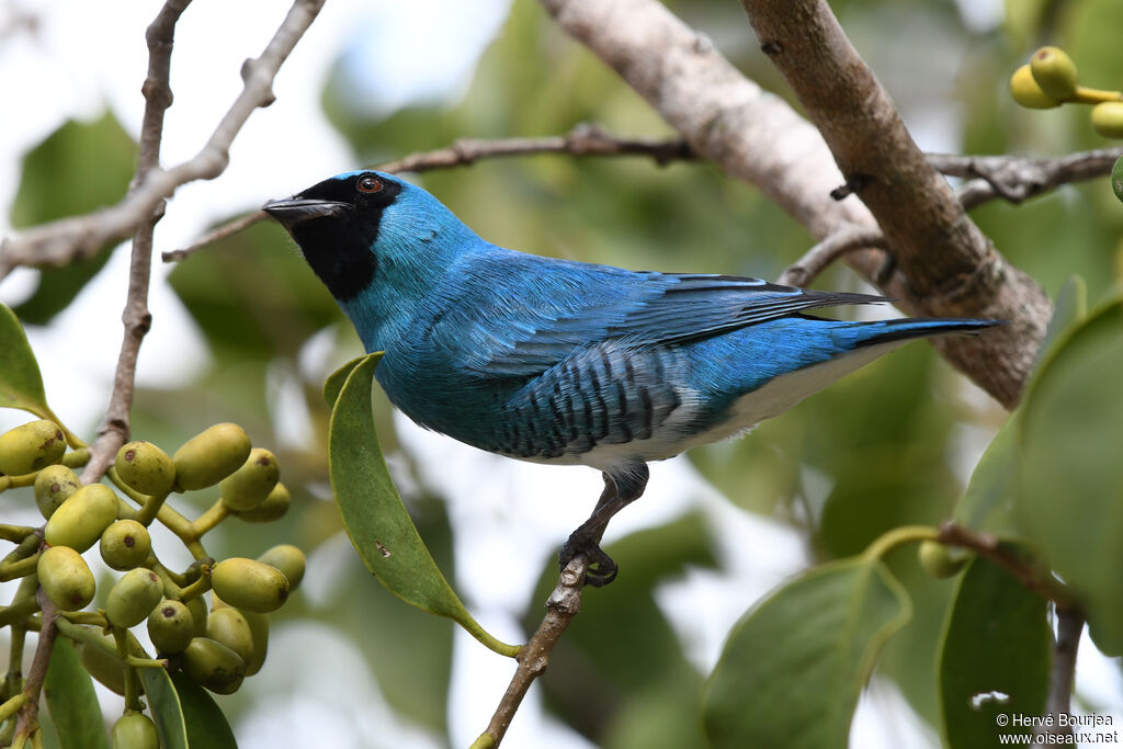 Tersine hirondelle mâle adulte, portrait, composition, pigmentation, régime