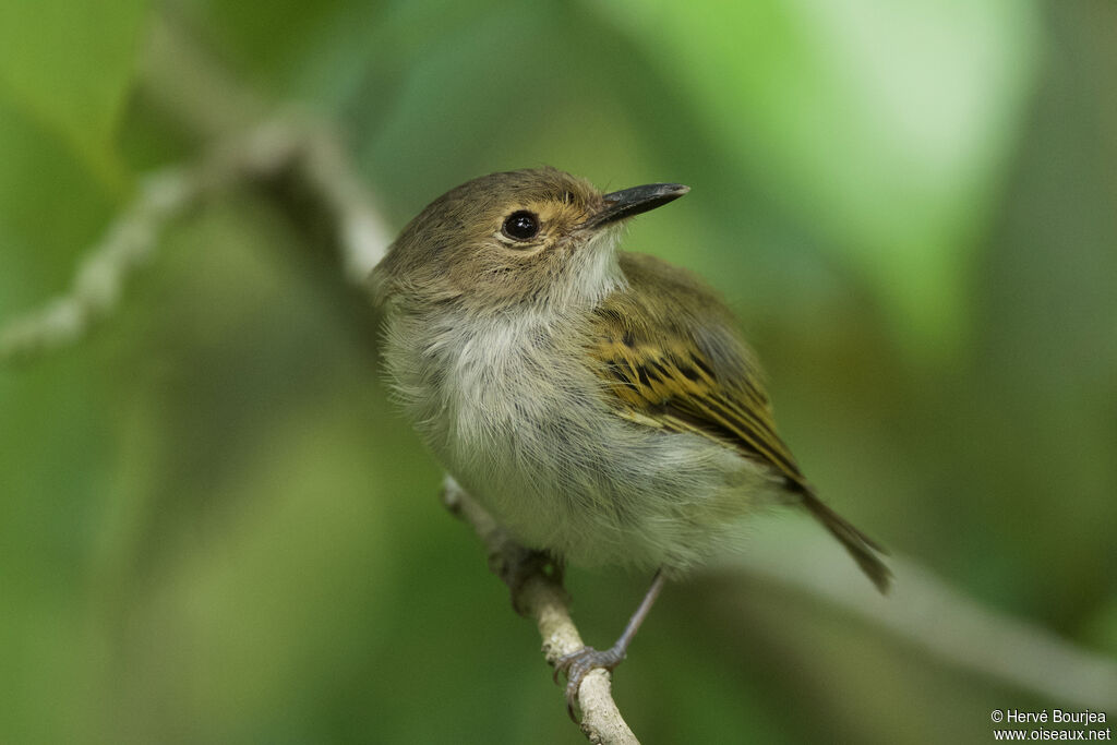 Todirostre à front rouxadulte, portrait, composition, pigmentation