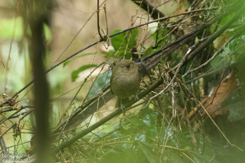 Brown-breasted Bamboo Tyrantadult, habitat