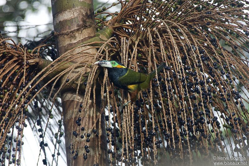 Toucanet à bec tacheté mâle adulte, habitat, mange