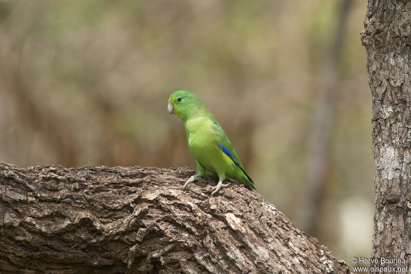 Cobalt-rumped Parrotlet male adult, close-up portrait, aspect, pigmentation