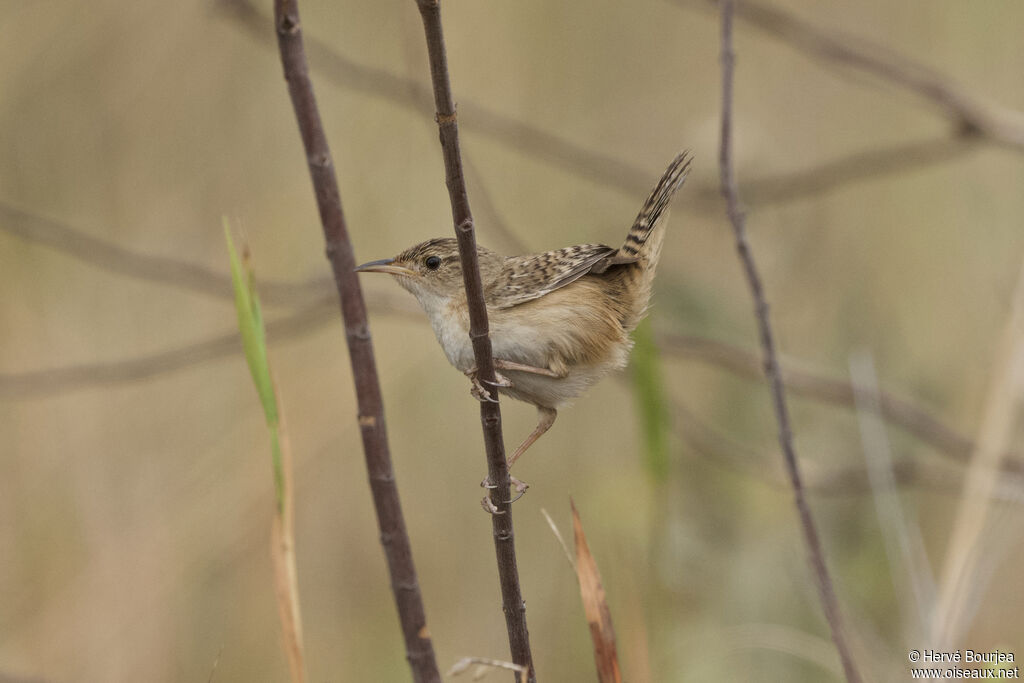 Troglodyte de Lathamadulte, portrait, composition, pigmentation