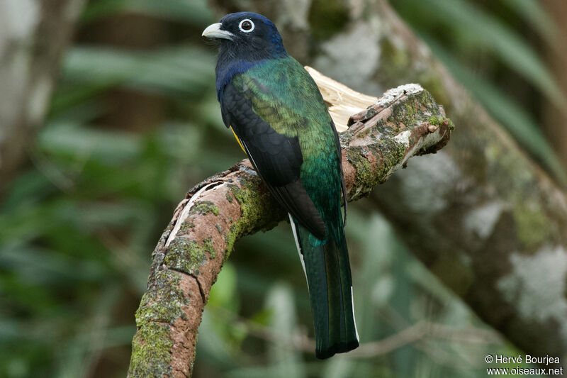 Trogon à queue blanche mâle adulte, portrait, composition, pigmentation