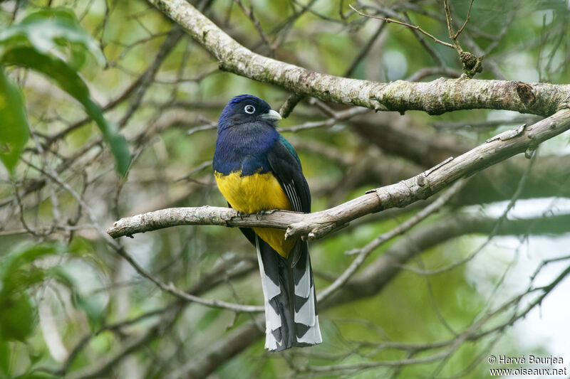 Trogon à queue blanche mâle adulte, portrait, composition, pigmentation