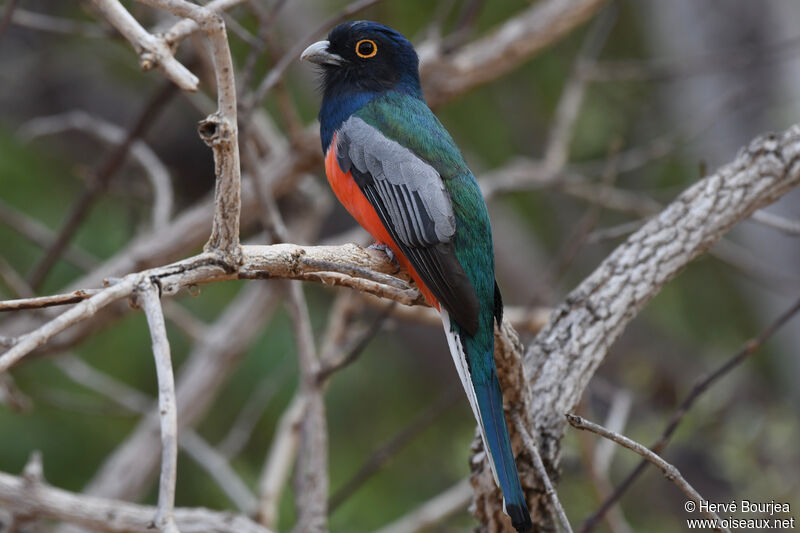 Blue-crowned Trogon male adult, close-up portrait, aspect, pigmentation