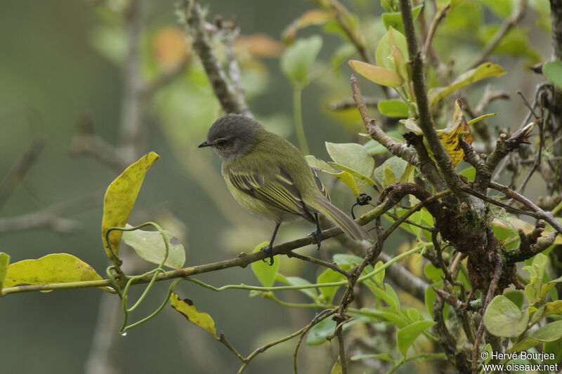 Grey-capped Tyrannuletadult, close-up portrait, aspect