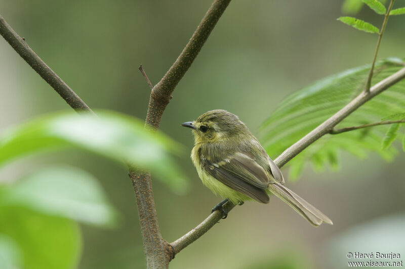 Yellow Tyrannuletadult, close-up portrait, aspect