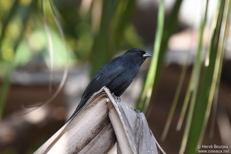 Vacher criardadulte, identification