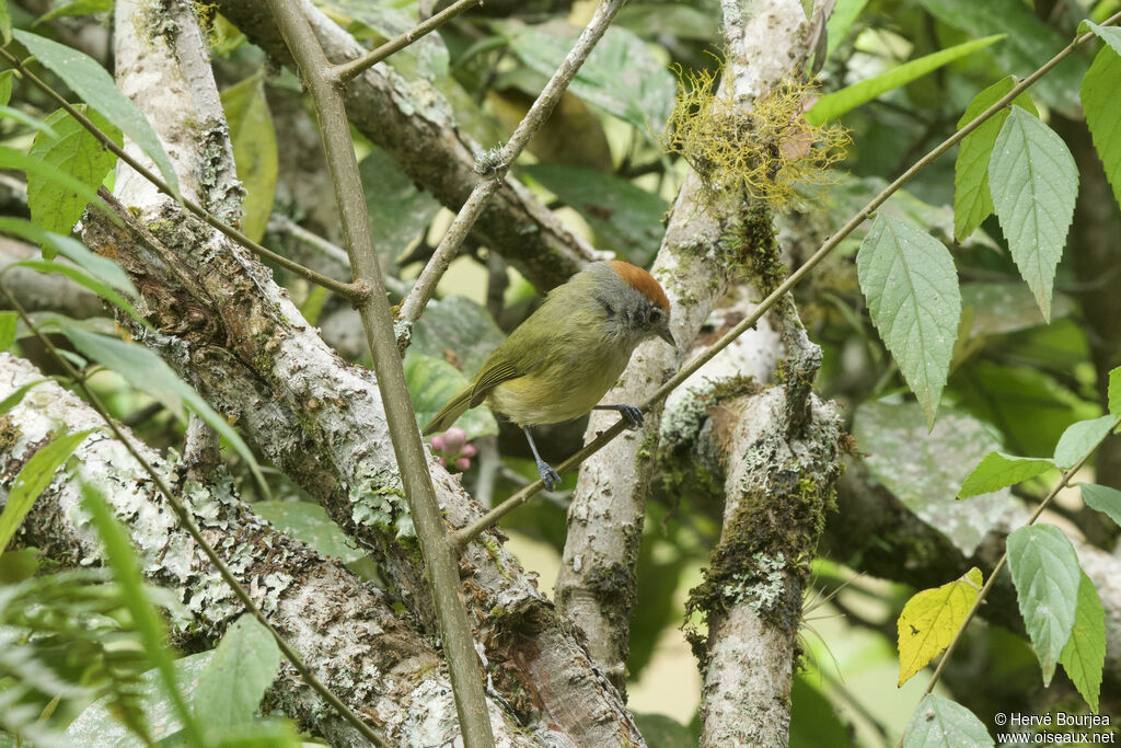 Viréon oreillardadulte, portrait, composition, pigmentation