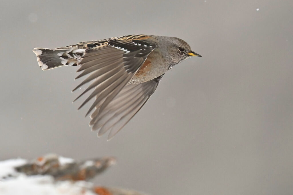 Accenteur alpinadulte, Vol