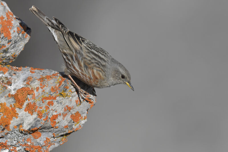 Alpine Accentoradult, identification