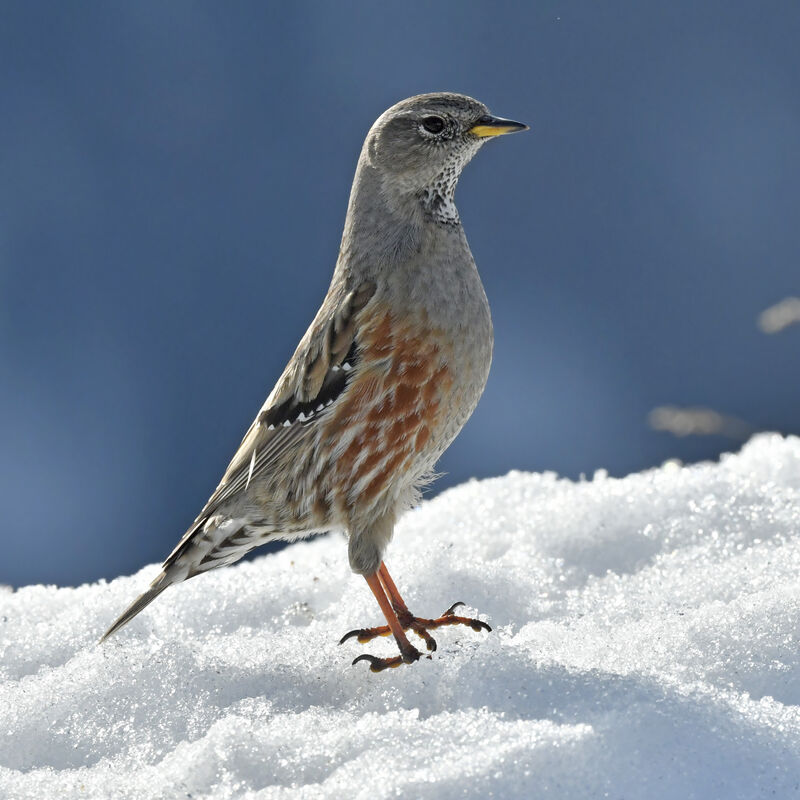 Accenteur alpinadulte, identification